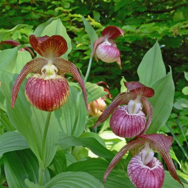 6a3705260268e4e483587aac22ae3548--orchid-flowers-orchids — копия
